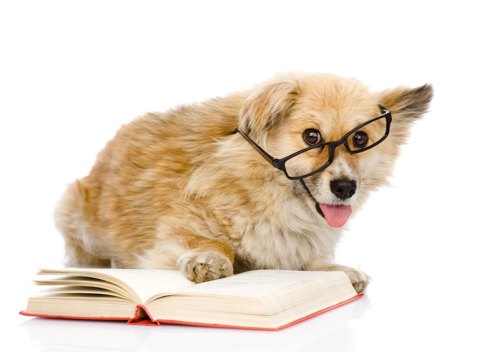 dog-reading-love-books-study-cute-images-animal-pics-mojly-com-8