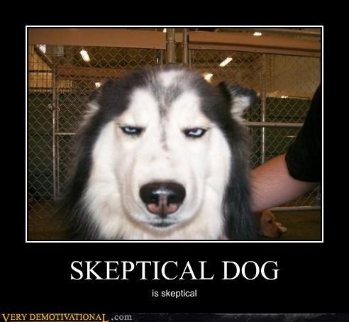 skeptical dog